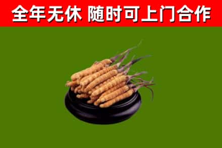 惠州回收冬虫夏草